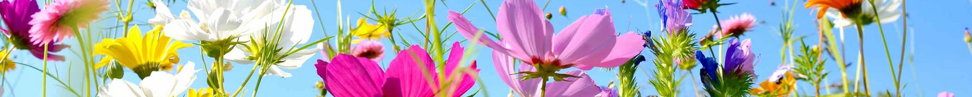 Et blomsterbed fyldt med farverige blomster i lilla, pink, hvid, gul og blå nuancer. Baggrunden er en klar, blå himmel, hvilket skaber en lys og livlig stemning. Blomsterne svajer let i vinden, hvilket tilføjer en følelse af naturlig skønhed.